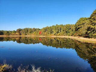Flooded bog