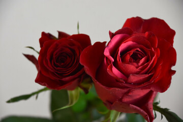 赤い薔薇