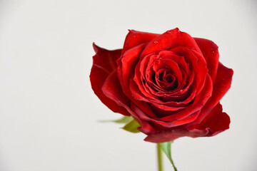 Naklejka premium 赤い薔薇