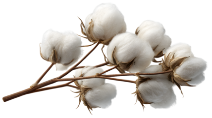 A close up shot of a beautiful cotton branch with fluffy white cotton bolls against a clean isolated on white transparent background showcasing texture and details