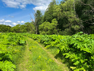 Summer landscape. Thickets of hogweed along the road.