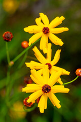 coreopsis leavenworthii wildflower in a garden