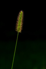 Background closeup photo Setaria Pumila grass