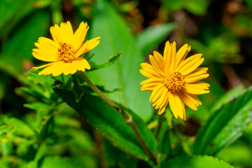 Sphagneticola Trilobata flower on blurry green background lit with flash