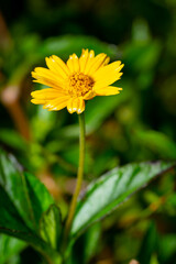 Sphagneticola Trilobata flower on blurry green background lit with flash