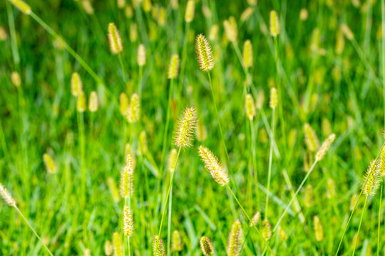 Background closeup photo Setaria Pumila grass