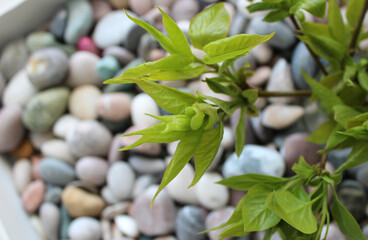 Eco background with floral pattern of green leaves inflorescences over colored pebbles detailed view