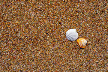 Seashells on the sand at the beach
