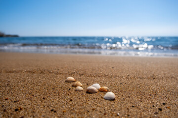 Seashells on the sand at the beach
