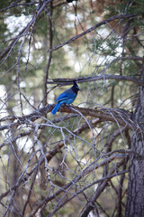 blue jay on a branch