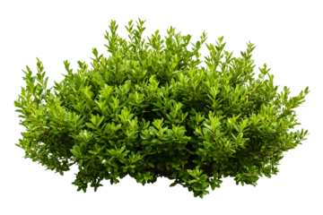 Isolated green boxwood shrub on black background, perfect for compositing images