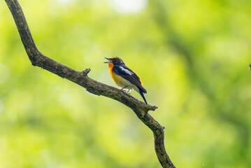 枝にとまるキビタキの雄