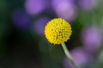 Pycnosorus Globosus Chrysanthus, Billy Buttons Seed, Outdoor Yellow Circle Ball Flowers