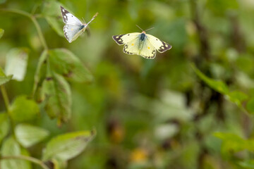 叢を飛ぶモンシロチョウとモンキチョウ