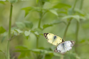 叢を飛ぶモンシロチョウとモンキチョウ