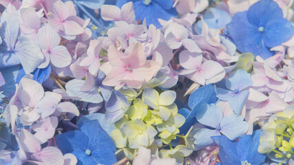 seamless background with white, blue, pink, purple and violet hydrangea or hortensia flowers