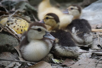 A group of ducklings is sitting together. A bunch of baby ducks are playing in a garden. A group of newborn ducks.