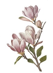 Fototapeta premium Magnolia