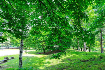 公園の森