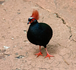 Crested partridge rounded bird with its red feather head.