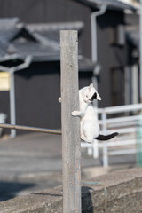 木に登って遊ぶ可愛い猫	
