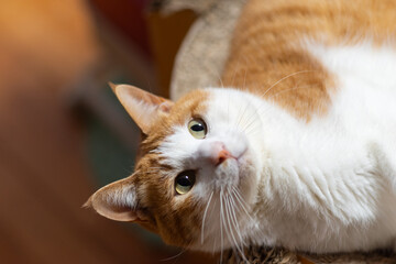 気になって見つめる猫　茶トラ白	