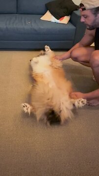 Rough Collie being trained to lie on its back.