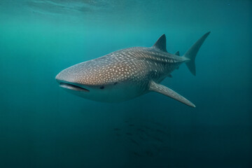 Naklejka premium Whale shark cruising