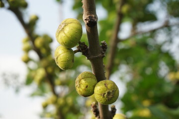 A bunch of Indian Fig Tree Fruit in a garden, Ripening Fig on a tree, Green tropical fig tree