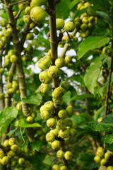 A bunch of Indian Fig Tree Fruit in a garden, Ripening Fig on a tree, Green tropical fig tree