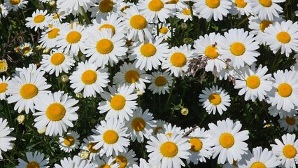 Sweden. Leucanthemum maximum is a species of flowering plant in the aster family known by the...