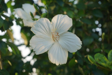 White hibiscus flower is blooming on tree, Garden fresh blooming white hibiscus flower