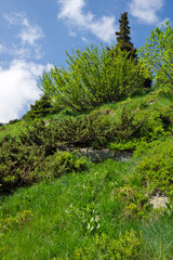 Panorama of Vitosha Mountain, Bulgaria