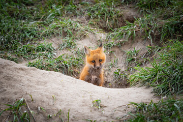 Baby Foxes