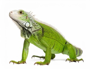 Naklejka premium Vibrant green iguana in detailed close-up, showcasing textures, scales and bright hues. This close up shot reveals the intricate details of its unique skin and distinctive features