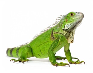 Obraz premium Vibrant green iguana in a studio shot, isolated. The iguana is posed, showcasing its vibrant color and unique features.