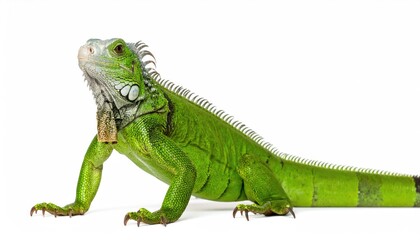 Obraz premium Vibrant green iguana posing gracefully. This iguana exhibits striking scales and a long tail