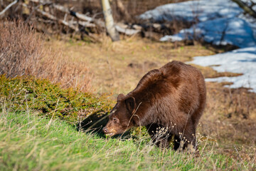 Wild Bears of Waterton