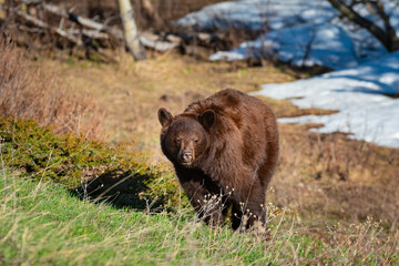 Fototapeta premium Wild Bears of Waterton