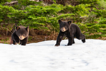 Baby Bear Cubs of Waterton © BGSmith