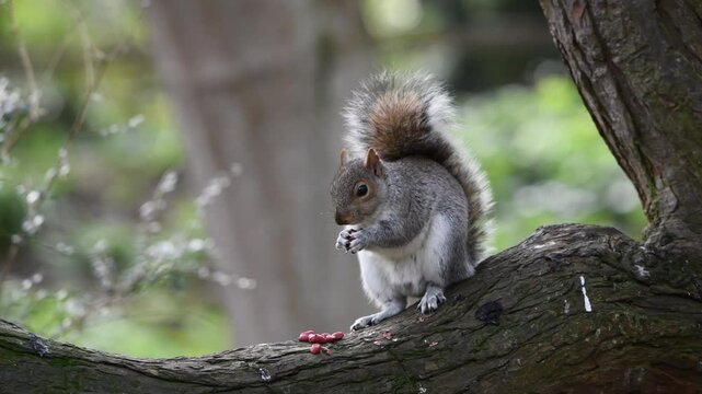 The Eastern Gray Squirrel (Sciurus carolinensis), or Grey Squirrel. 