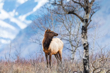 Wild Elk