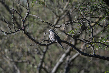Picui Ground Dove,  in Calden forest environment, La Pampa province, Patagonia,Argentina.