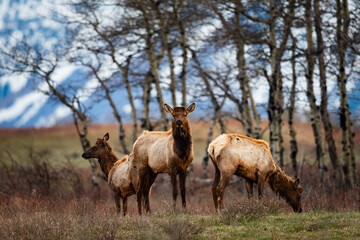 Wild Elk