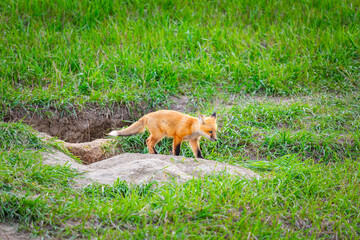 Baby Foxes