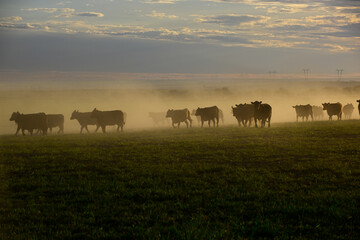 Cattle herd grazing in the field at sunset, in the Pampas plain, Patagonia, Argentina