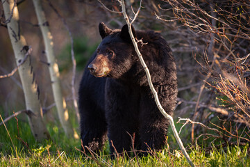 Wild Bears of Waterton