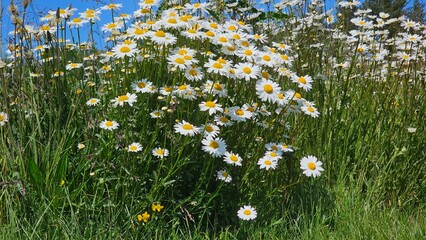 Sweden. Leucanthemum maximum is a species of flowering plant in the aster family known by the...