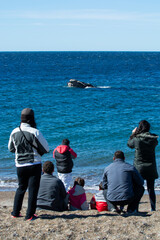 Tourists watching whales, observation from the coast
