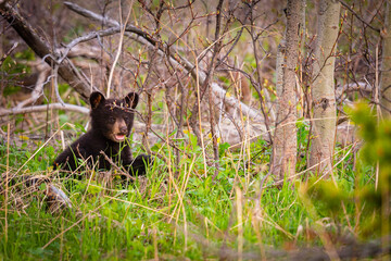 Baby Bear Cubs of Waterton